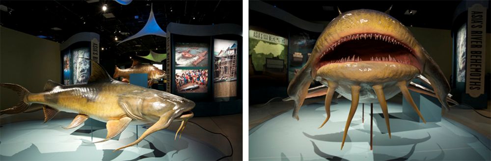 Monster Fish traveling exhibition debuts at National Geographic